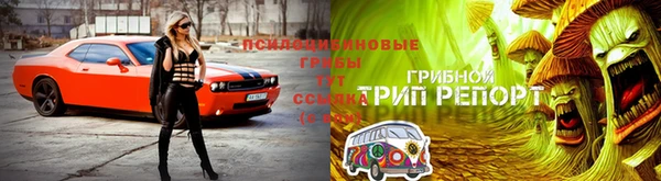 прущие грибы Алексеевка